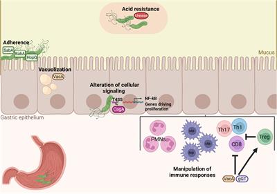 Effects of Helicobacter pylori infection on intestinal microbiota, immunity and colorectal cancer risk